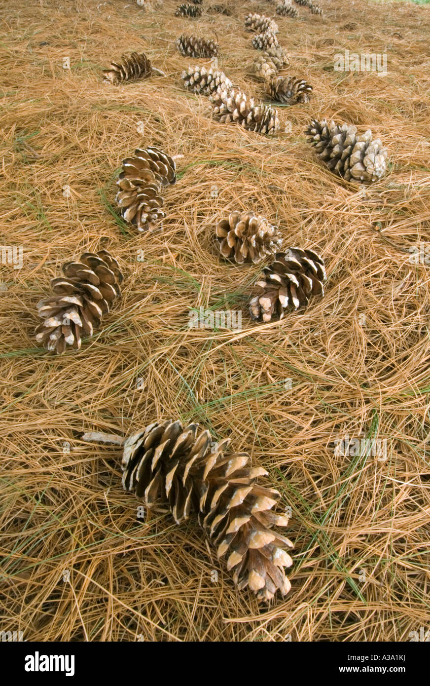 Tannenzapfen aus Himalaya White Pine Tree Stockfoto