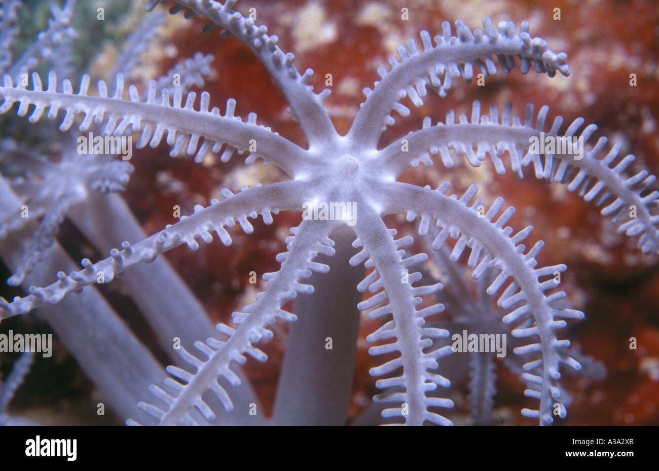 Eine einzige weiche Korallenpolypen Stockfoto