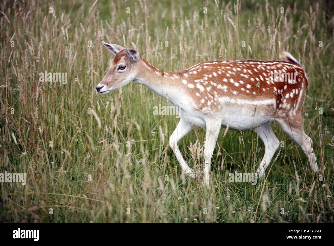 Gefleckte Red deer Stockfoto