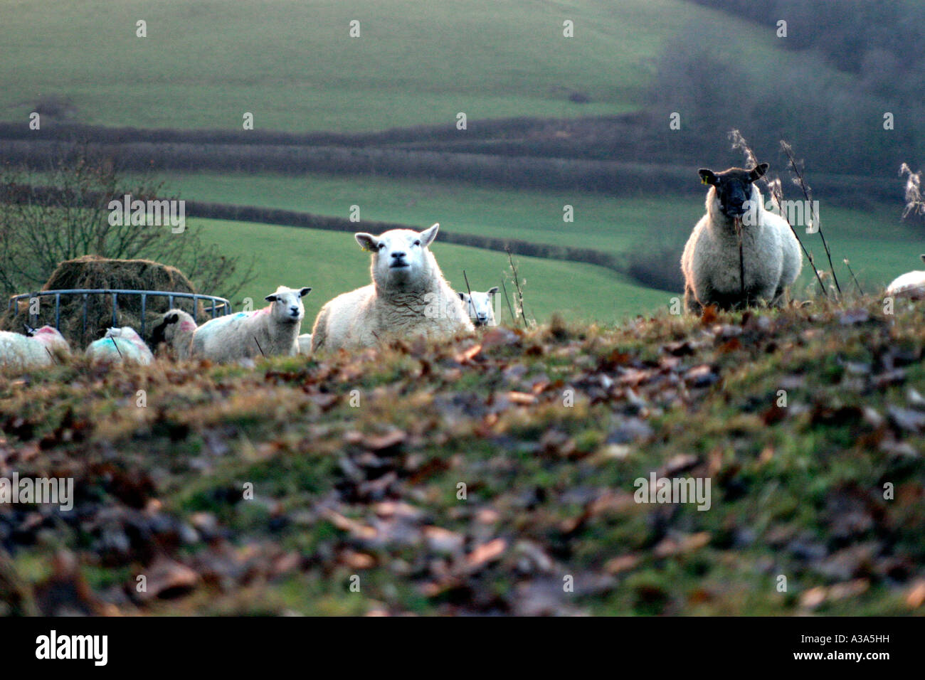 Schafe Bronwydd Hill Carmarthen Carmarthenshire West Wales Stockfoto