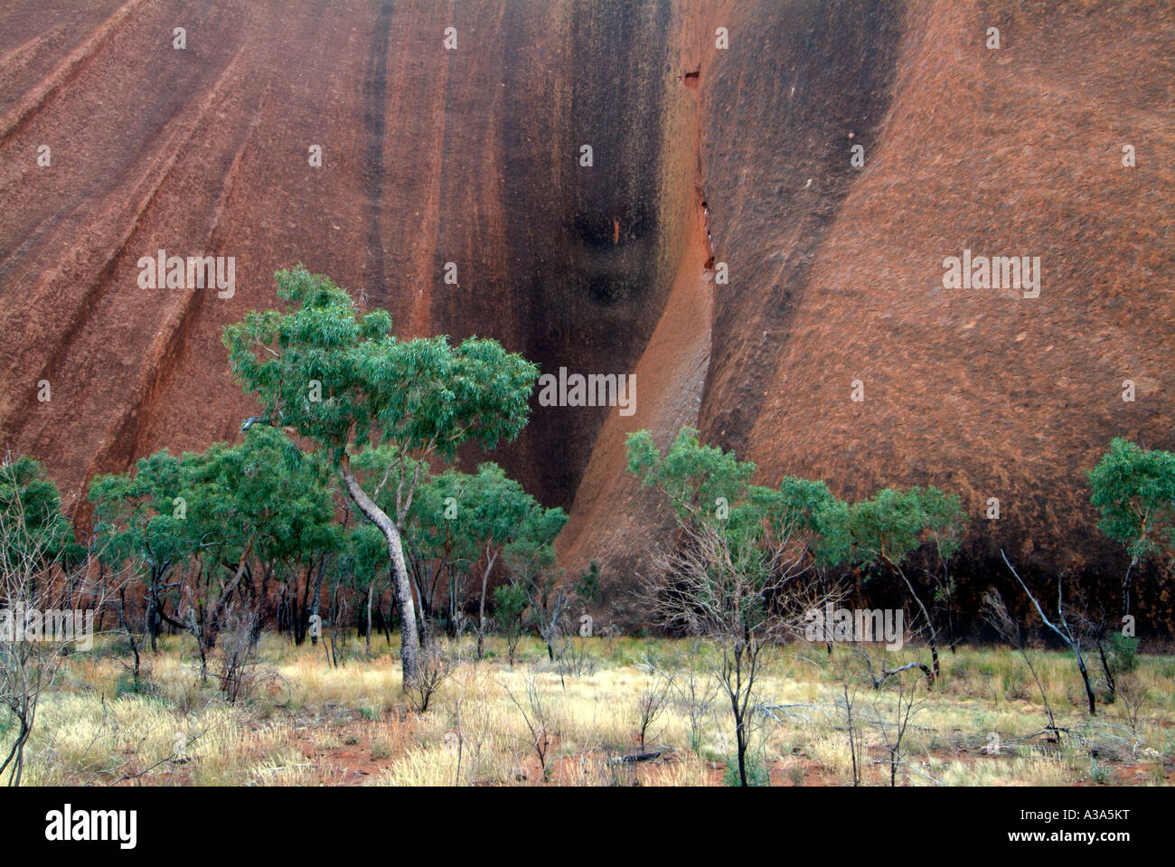 Ayers Rock kurz nach Sonnenaufgang hautnah, wie entlang der Basis gehen um Uluru mit grünen blätterte Bäumen im Vordergrund zu sehen Stockfoto