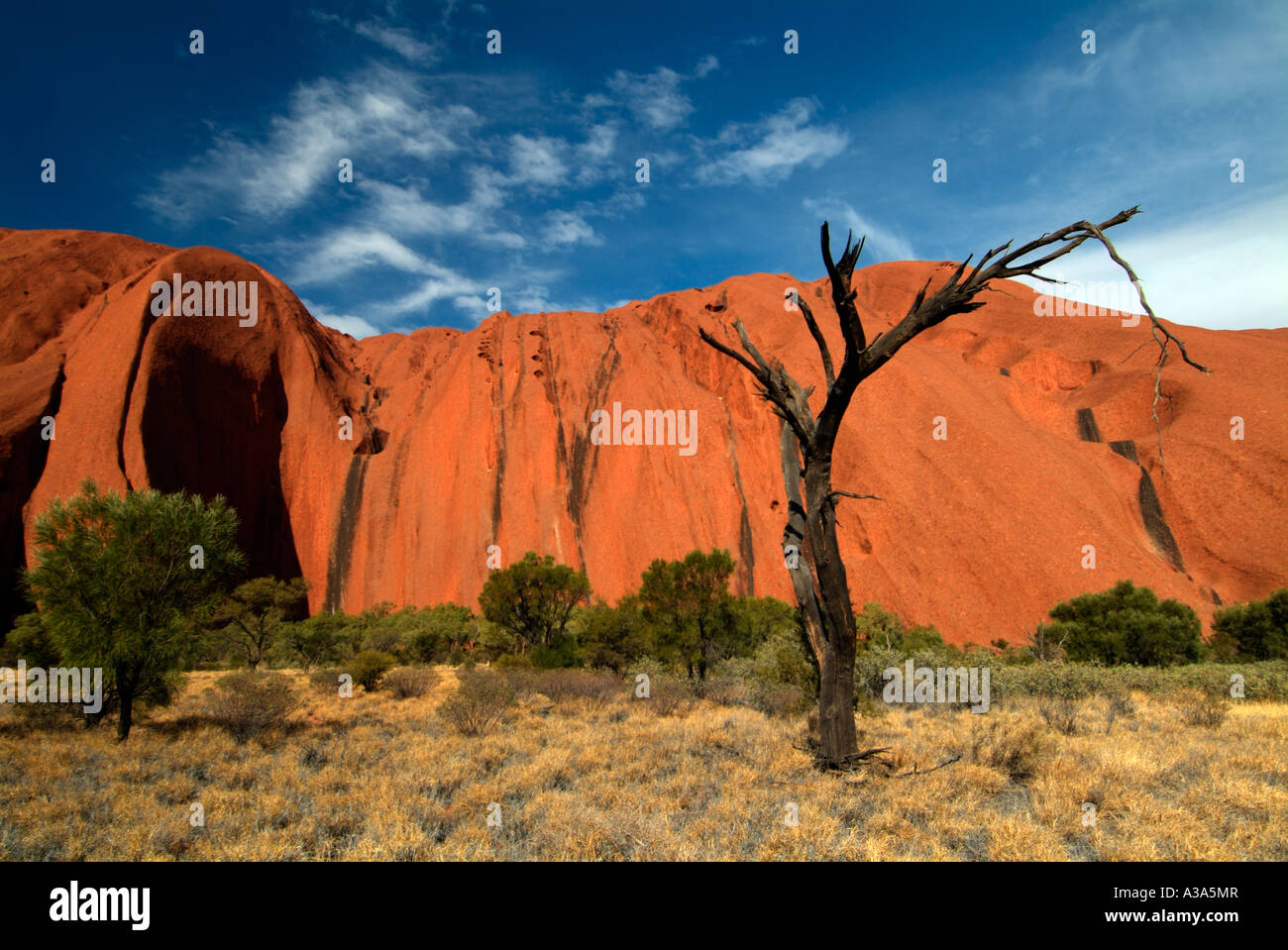 Ayers rock kurz nach Sonnenaufgang, wie entlang der Basis gehen um Uluru mit einem Toten Brand beschädigt Baum im Vordergrund zu sehen Stockfoto