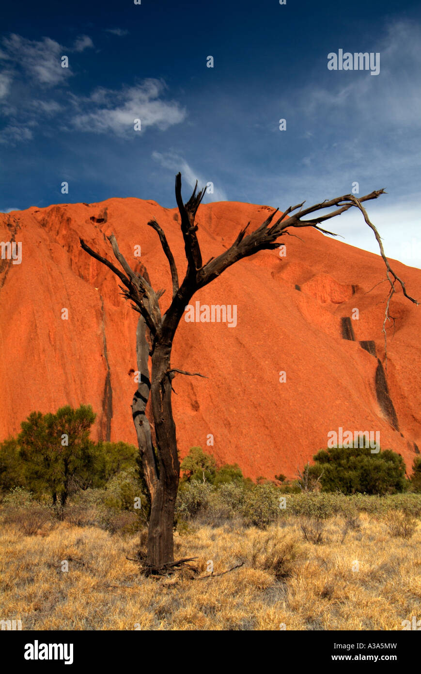 Ayers rock kurz nach Sonnenaufgang, wie entlang der Basis gehen um Uluru mit einem Toten Brand beschädigt Baum im Vordergrund zu sehen Stockfoto