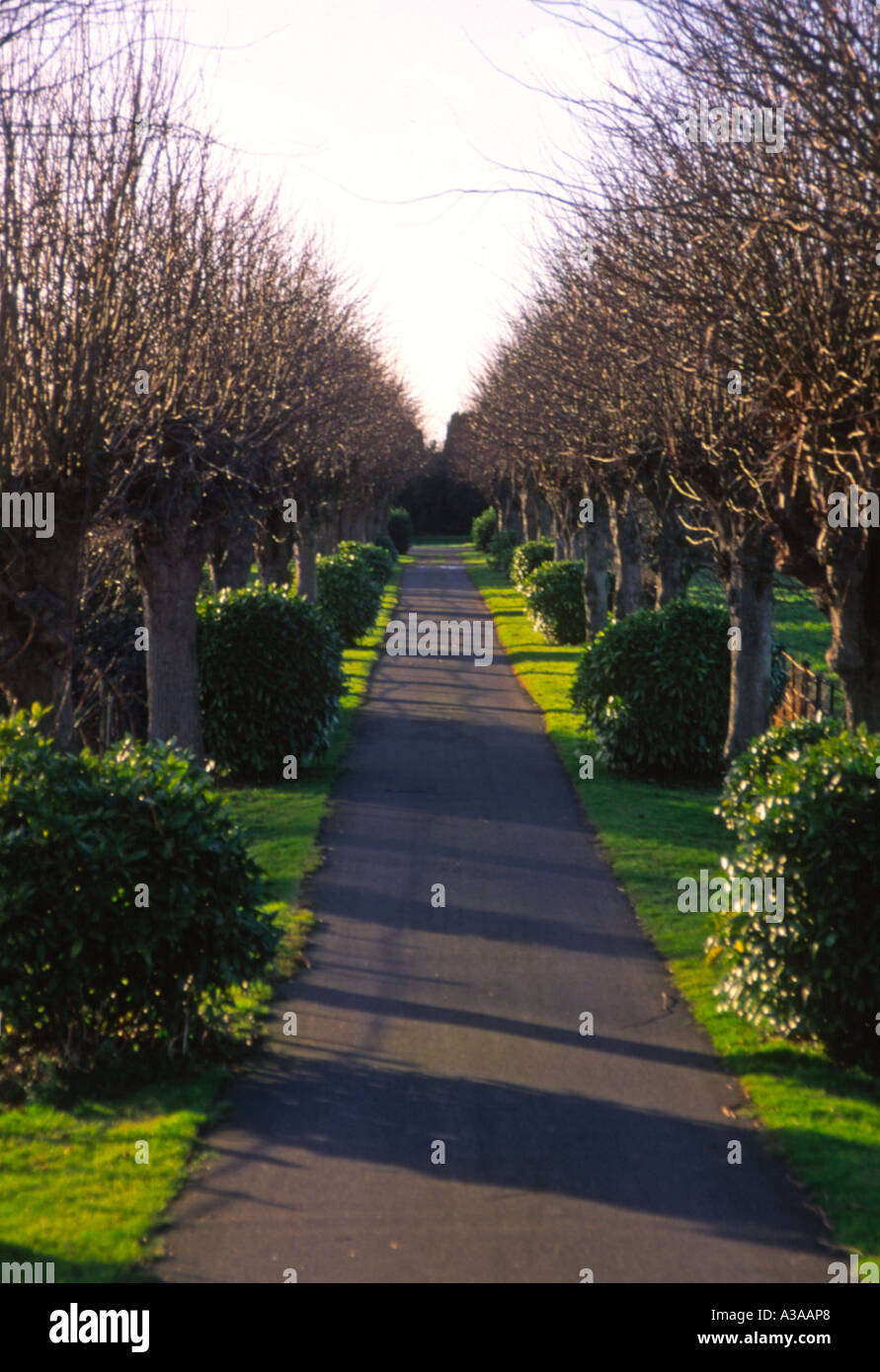 Gerade schmale Straße durch gekappte Linden und Lorbeer Büsche führt zu einem Friedhof Wickham Markt Suffolk England Stockfoto