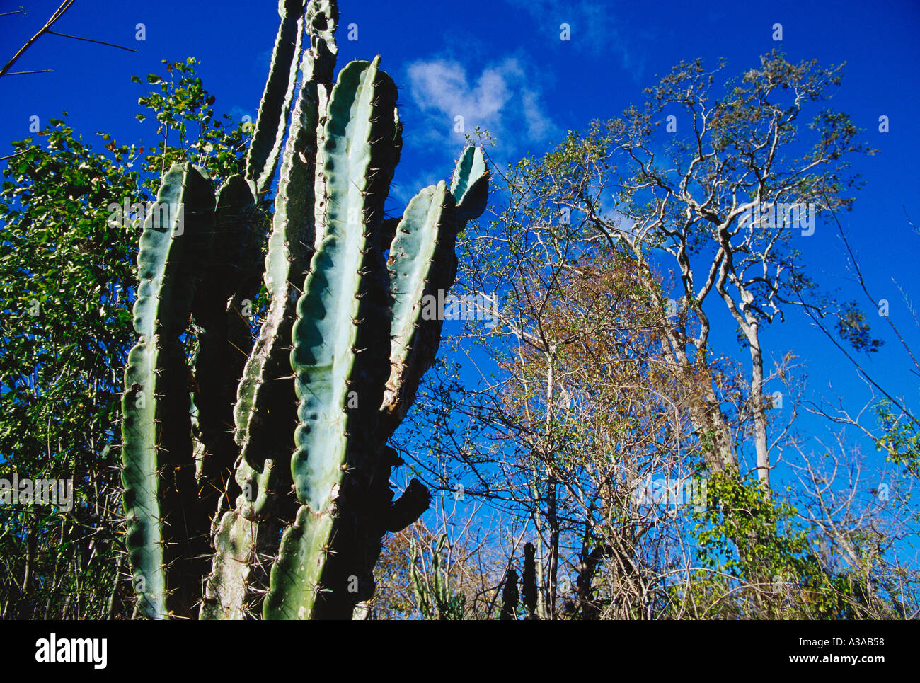 Caatinga, trockene Vegetation mit Kakteen und Bäume in Chapada Diamantina, Bundesstaat Bahia, Brasilien Stockfoto