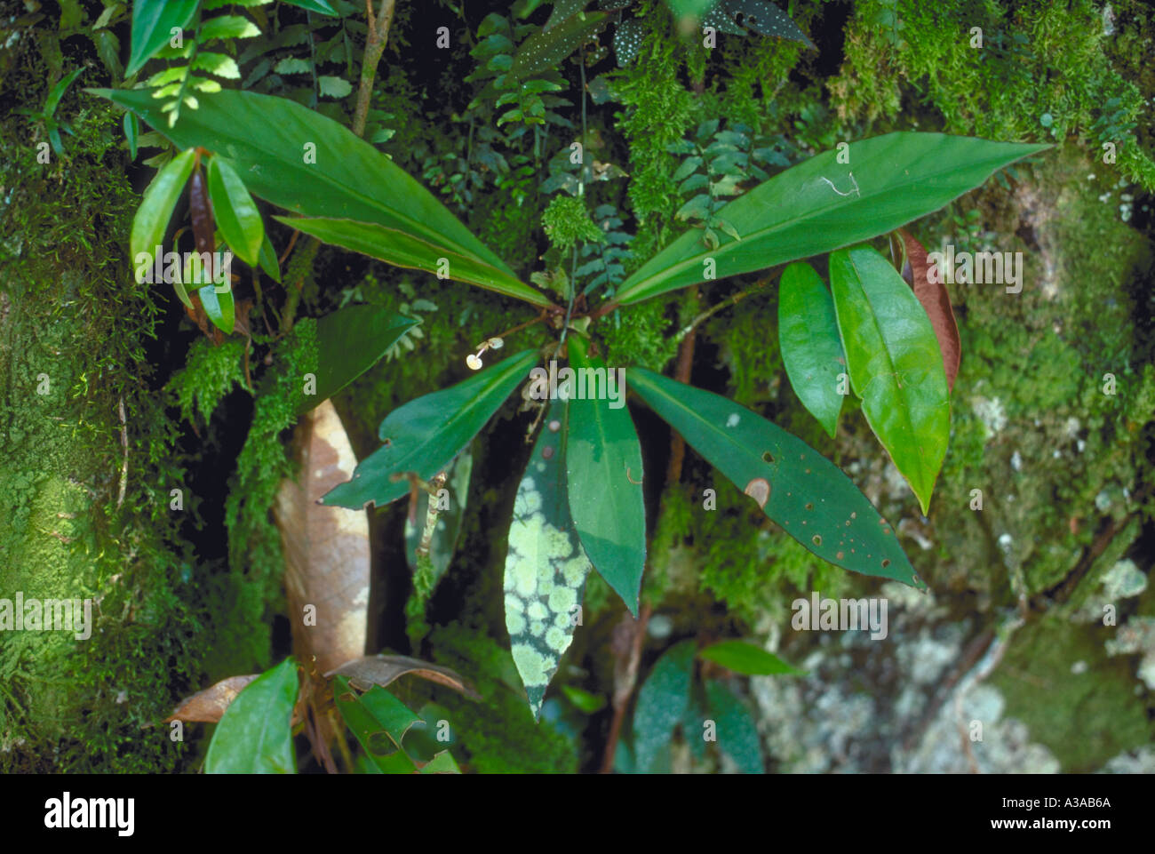 Begonia angraensis im Atlantischen Wald (Mata Atlântica) im Gebirge Serra do Mar im Bundesstaat Rio de Janeiro, Brasilien. Der Atlantische Wald ist ein Biodiversitätszentrum. Stockfoto