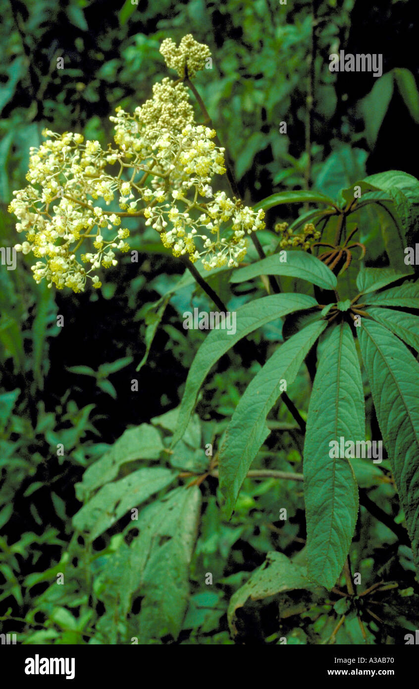 Begonia digitata im Atlantischen Wald (Mata Atlântica) in Serra do Mar. Bundesstaat Rio de Janeiro, Brasilien. Der Atlantische Wald ist ein Biodiversitätszentrum. Stockfoto