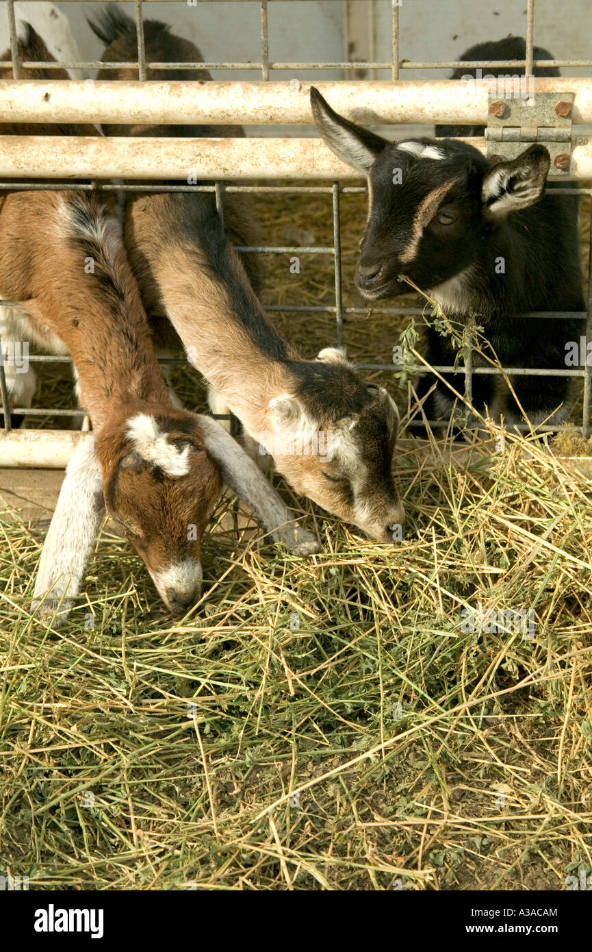 Kinder ernähren sich von Luzerne, Milch Ziegenhof, California Stockfoto