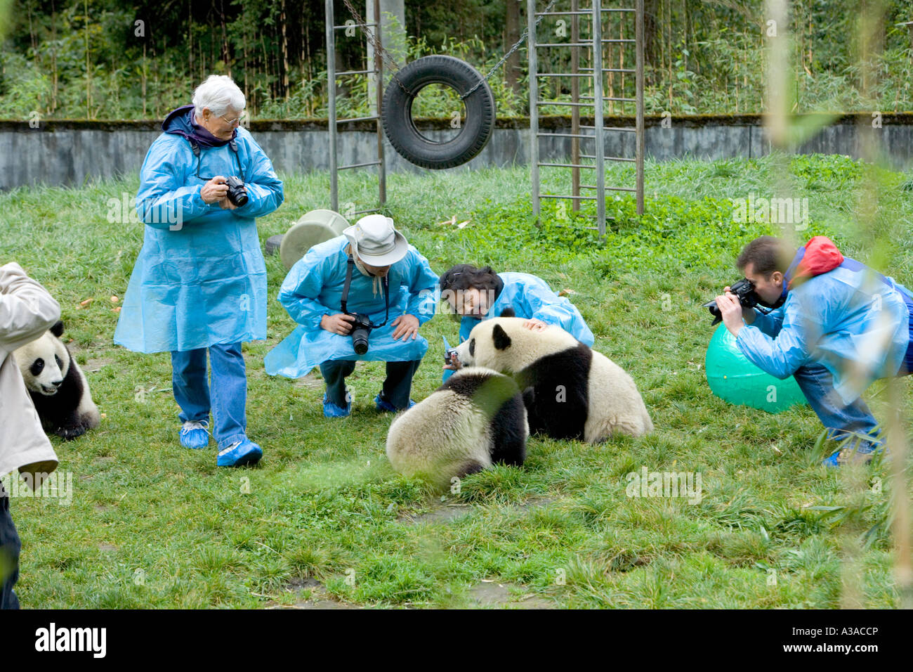 Besucher bewundern Riesenpanda Jungtiere, Verbindung, Wolong-Naturschutzgebiet, China Stockfoto
