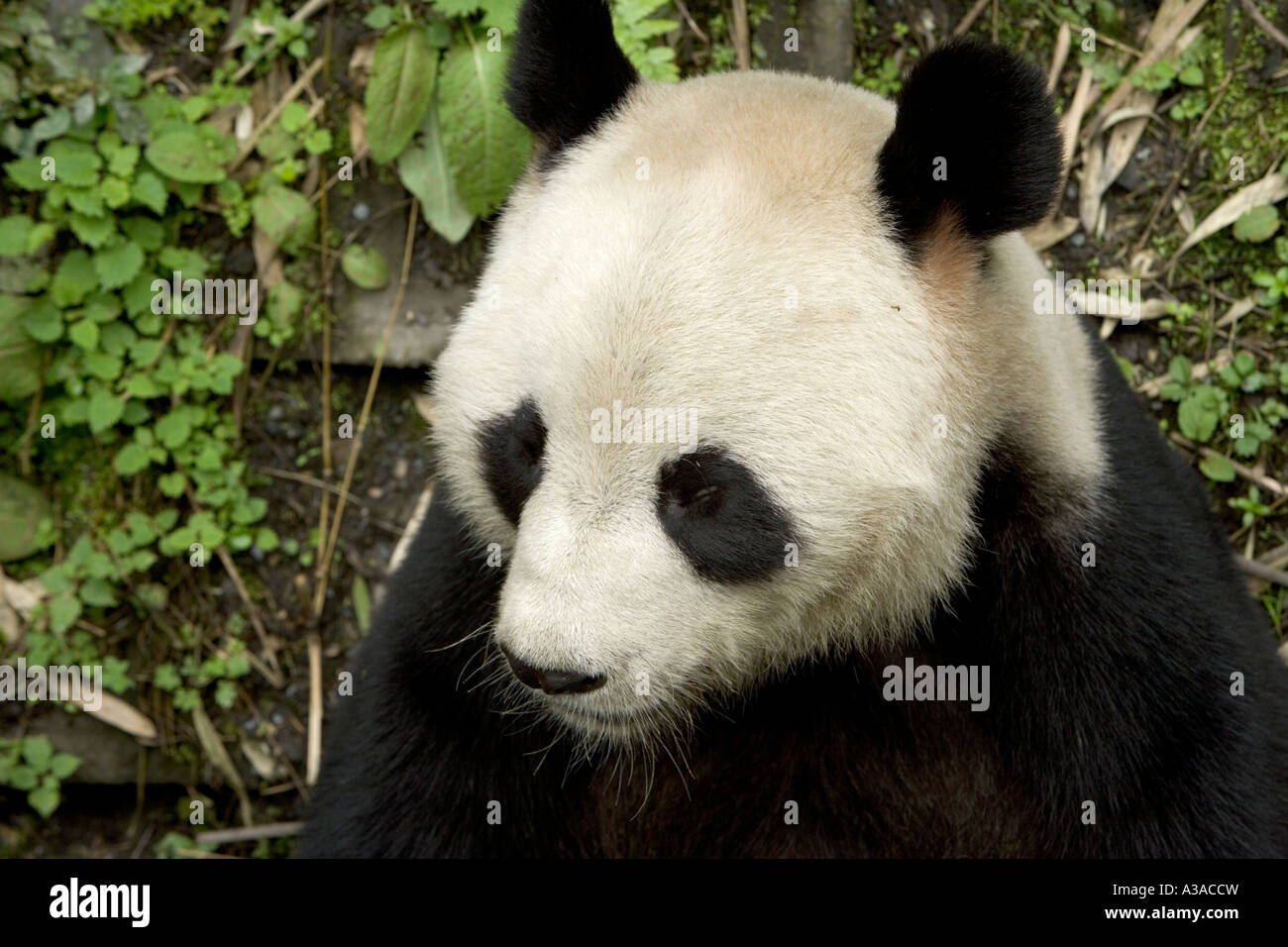 Großer Panda, Wolong-Naturschutzgebiet, Stockfoto