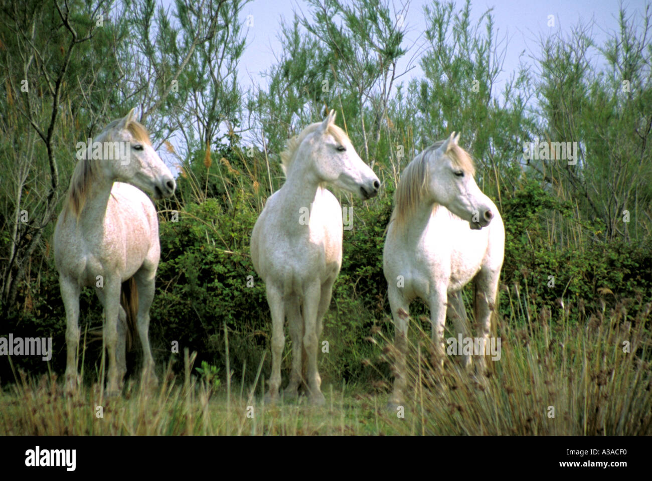 Weisse Pferde der Camargue-Provence-Frankreich Stockfoto