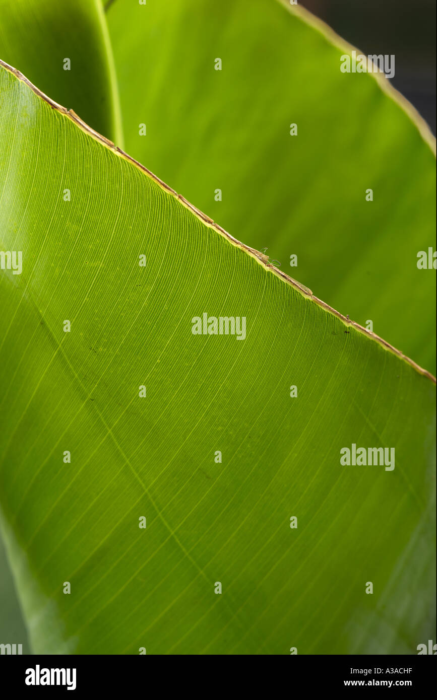 grüne Platain Blatt Stockfoto