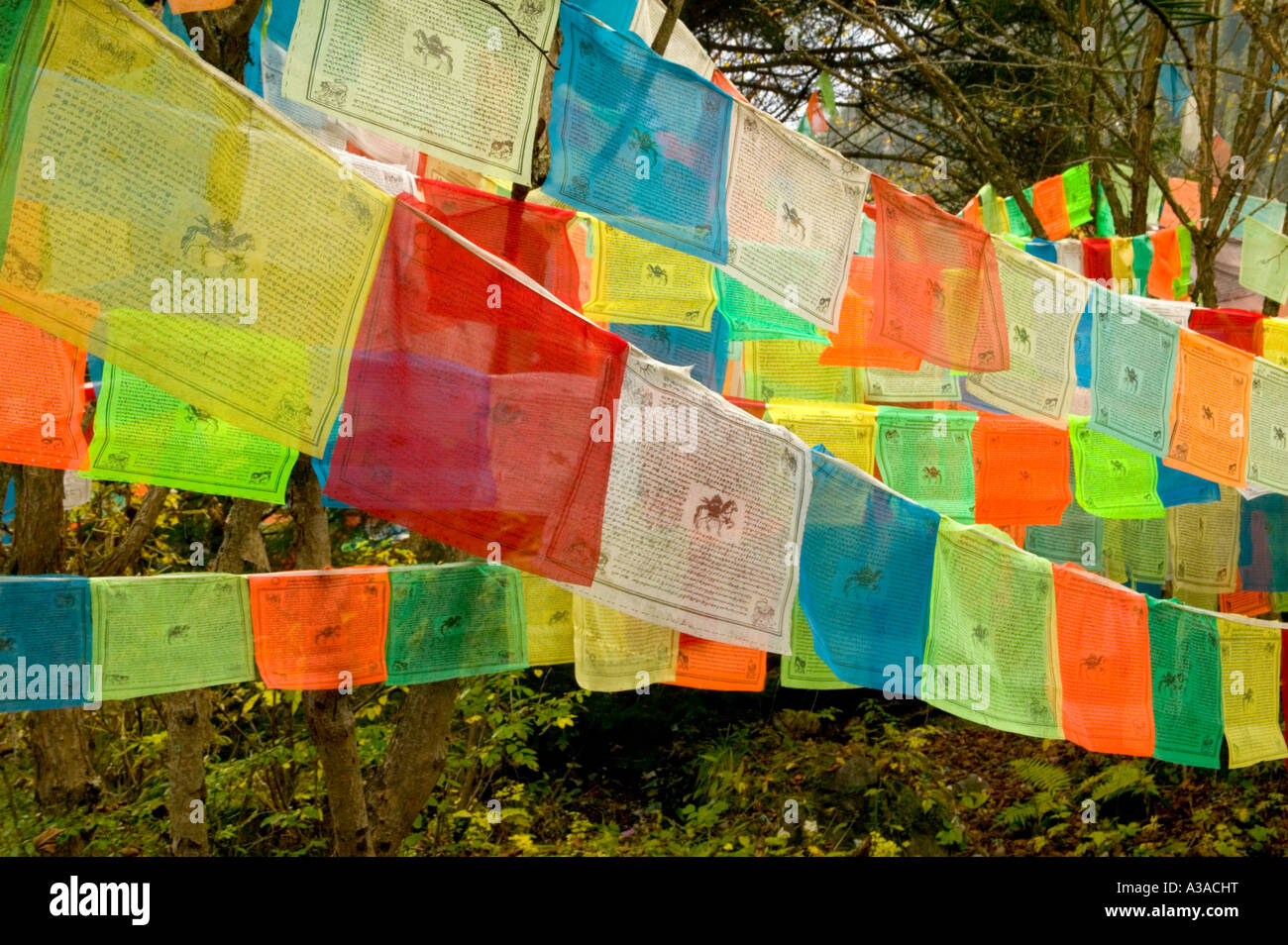 Bunte Gebetsfahnen aufhängen im Wald, Jiuzhaigou, China Stockfoto