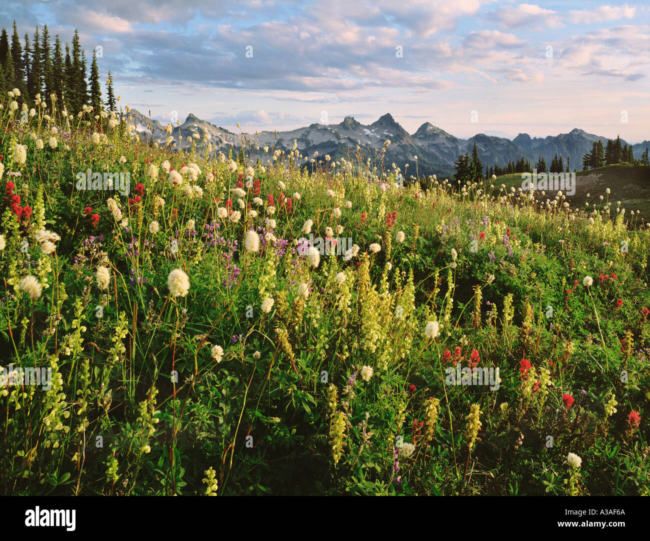 Mt Rainier Nationalpark, WA, USA, Tatoosh Range, Wildblumen, Lupine, Indian Paintbrush, Bracted Läusekräuter Berg cm Stockfoto