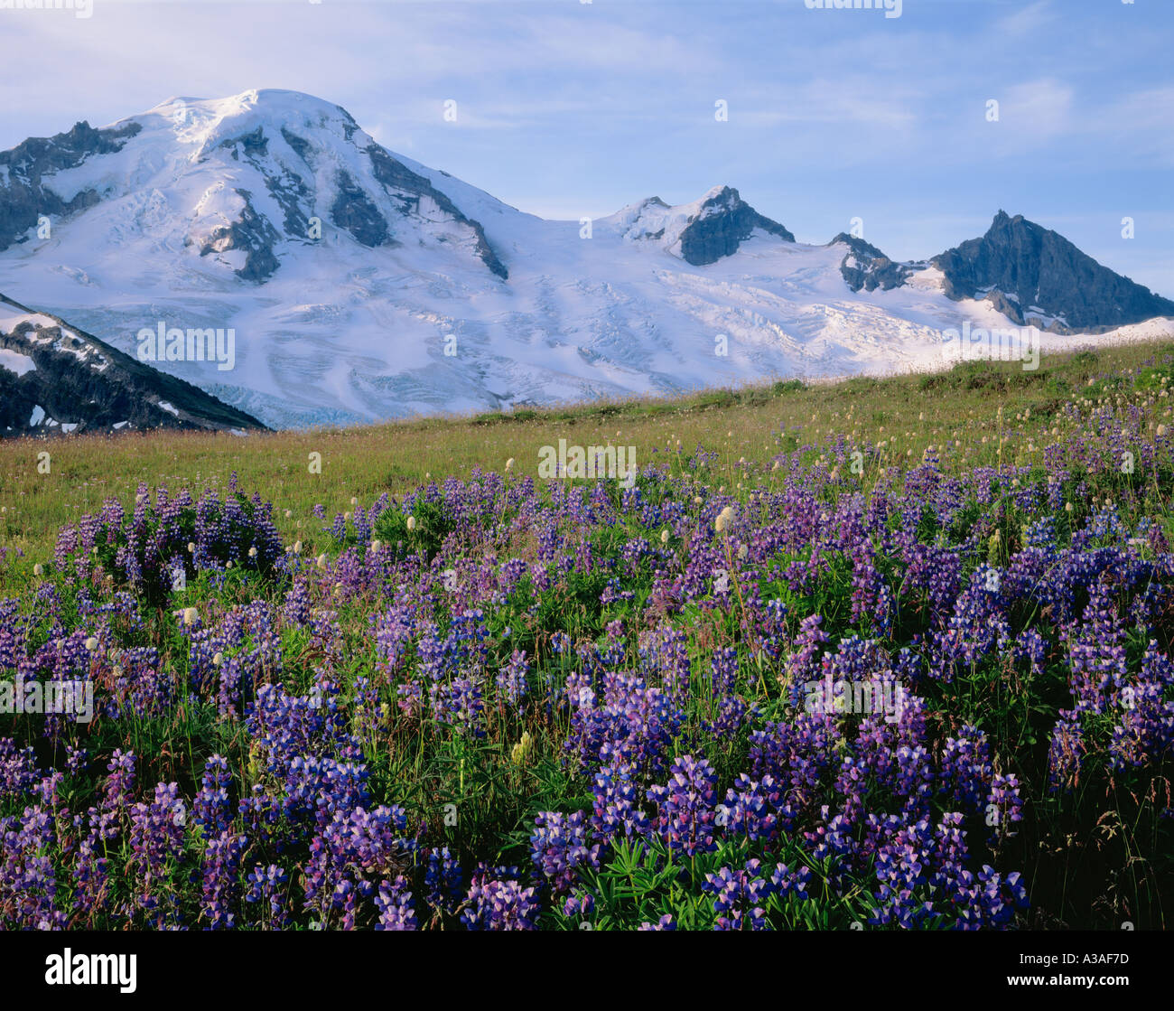 Mt Baker, Washington State, USA, 10778 ft 3285 m, Pacific NW Nord Kaskaden, Mt Baker Wildnis, Skyline teilen, Wildblumen Stockfoto