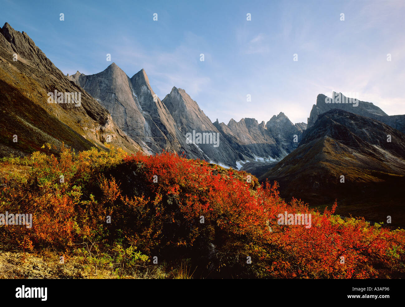 Toren der Arctic National Park, Alaska, USA, Brooks Range, Wildnis, Arrigetch-Gipfel im Herbst, Zwerg-Birken und Weiden Stockfoto