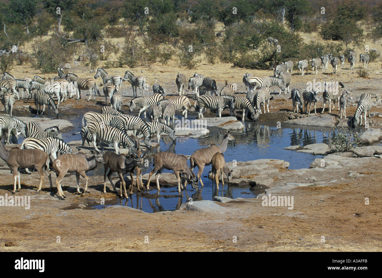 Ebenen ZEBRA Equus burchelli Stockfoto