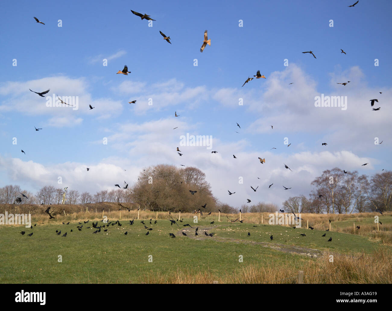 Fütterung "Roten Drachen" an [Gigrin Farm] Wales Stockfoto