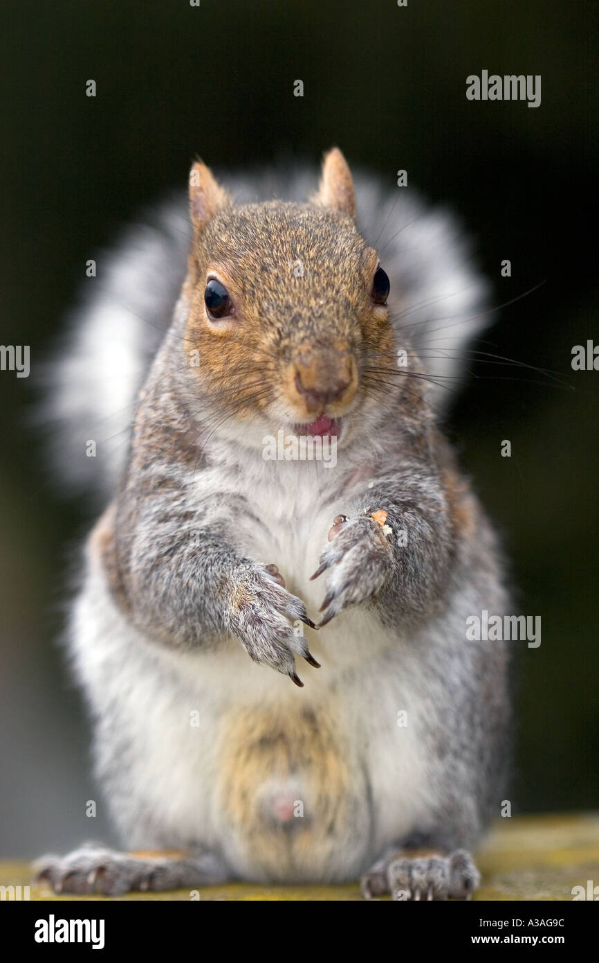 Porträt von einem grauen Eichhörnchen Sciurus Vulgaris Stockfoto