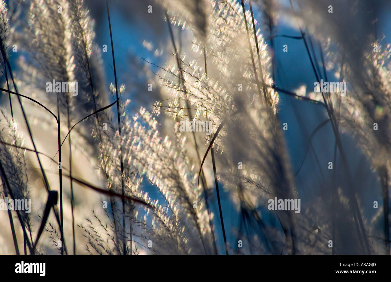 Ziergras Stockfoto