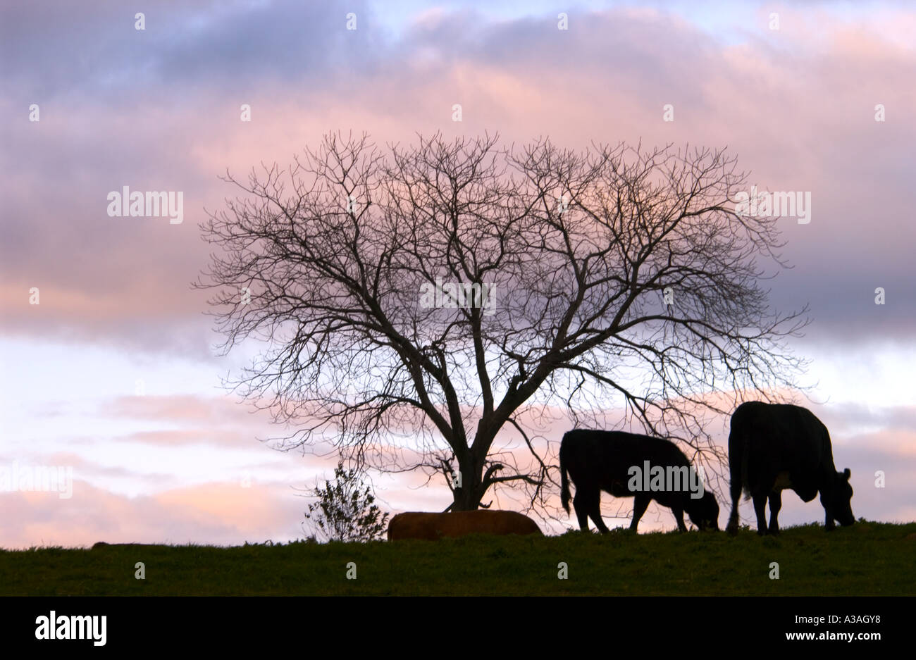 Kuh-Baum-Silhouetten-Landwirtschaft Stockfoto