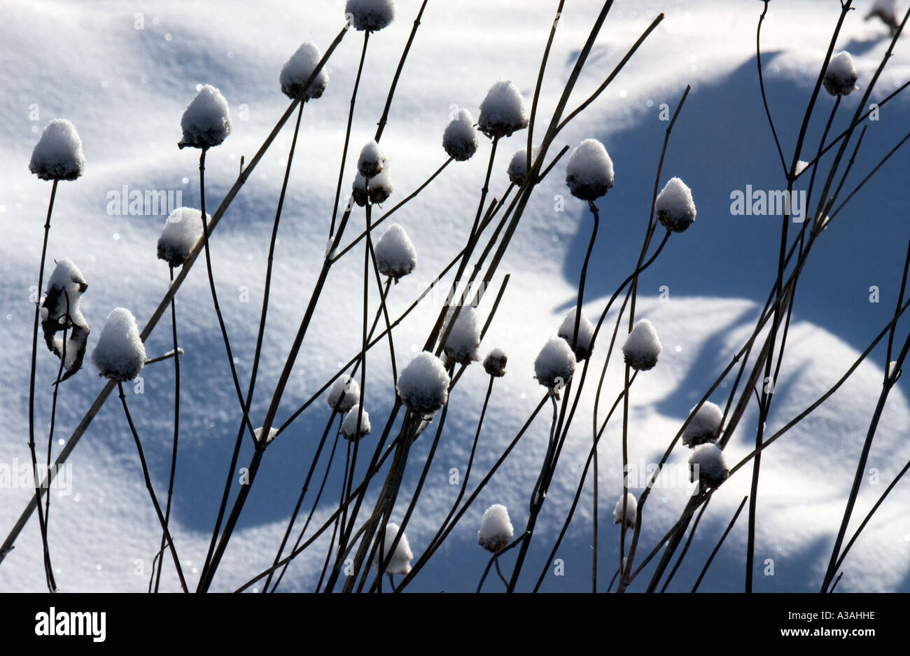 Schnee bedeckte Unkraut Stockfoto
