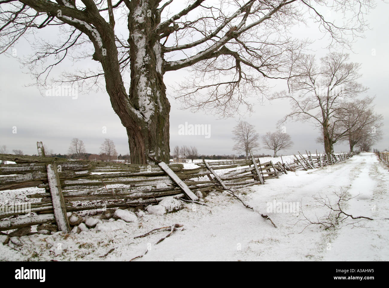 Winter-Szene Zaun Baum Stockfoto