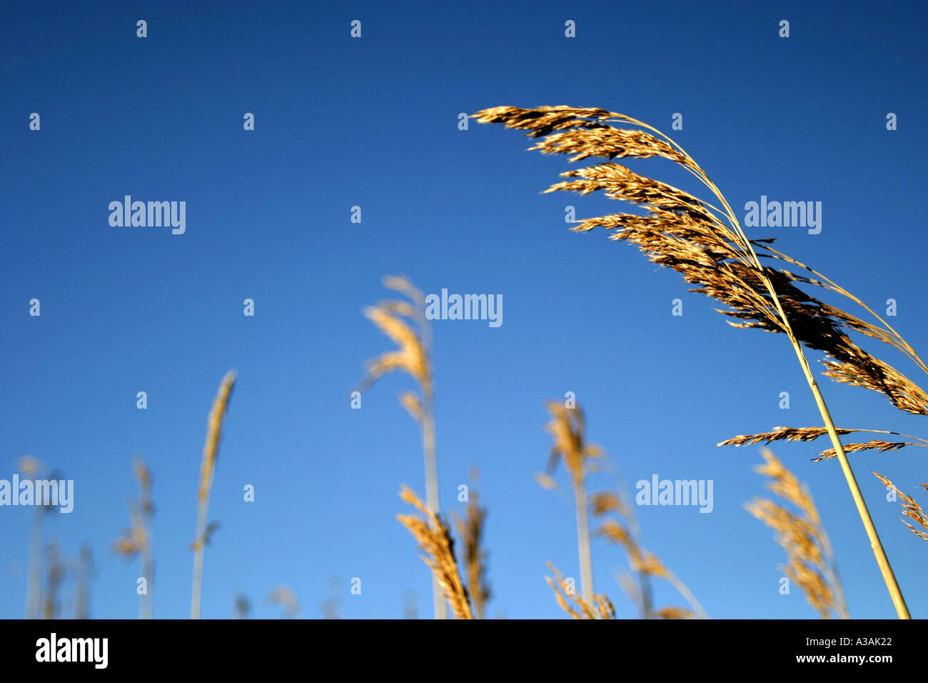 Reed-Köpfe in goldene Abendsonne gegen blauen Himmel Stockfoto