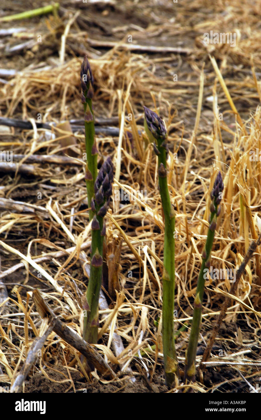 P14 087 Spargel 2 Stockfoto