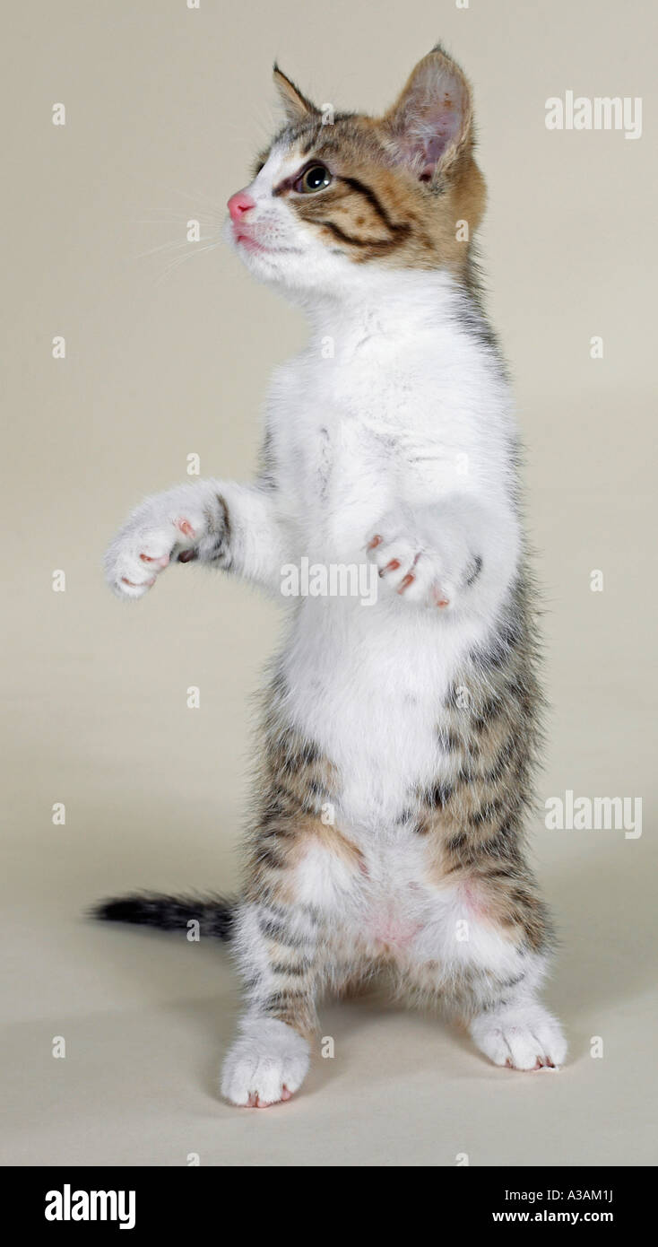 Tabby Kitten mit weißer Brust und rosa Nase auf Hinterbeine rechts stehend. Stockfoto