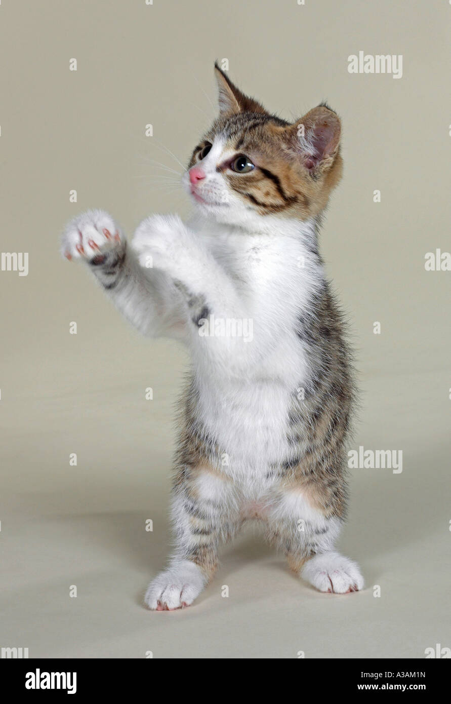 Tabby Kitten mit weißer Brust und rosa Nase auf Hinterbeine rechts stehend. Stockfoto
