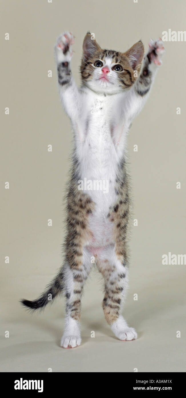 Tabby Kitten mit weißer Brust und rosa Nase auf hinteren Beinen stehend, bis und gerichtete Kamera Stockfoto