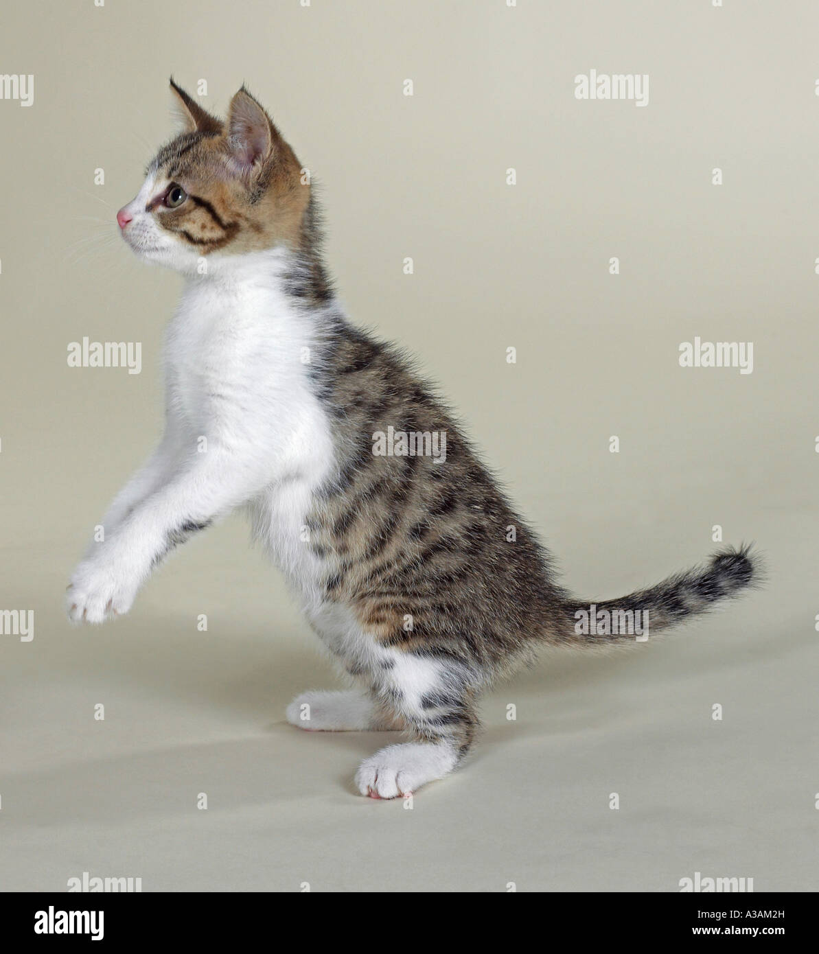 Tabby Kitten mit weißer Brust und rosa Nase steht auf Hinterbeine, auf Stockfoto
