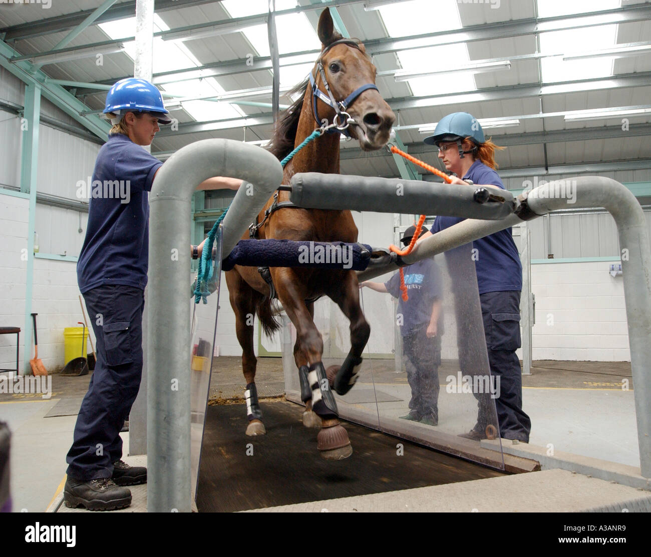 COPYRIGHT Bild von HOWARD BARLOW - große Tierklinik der Universität Liverpool - Teil der Schule aufzusuchen Stockfoto