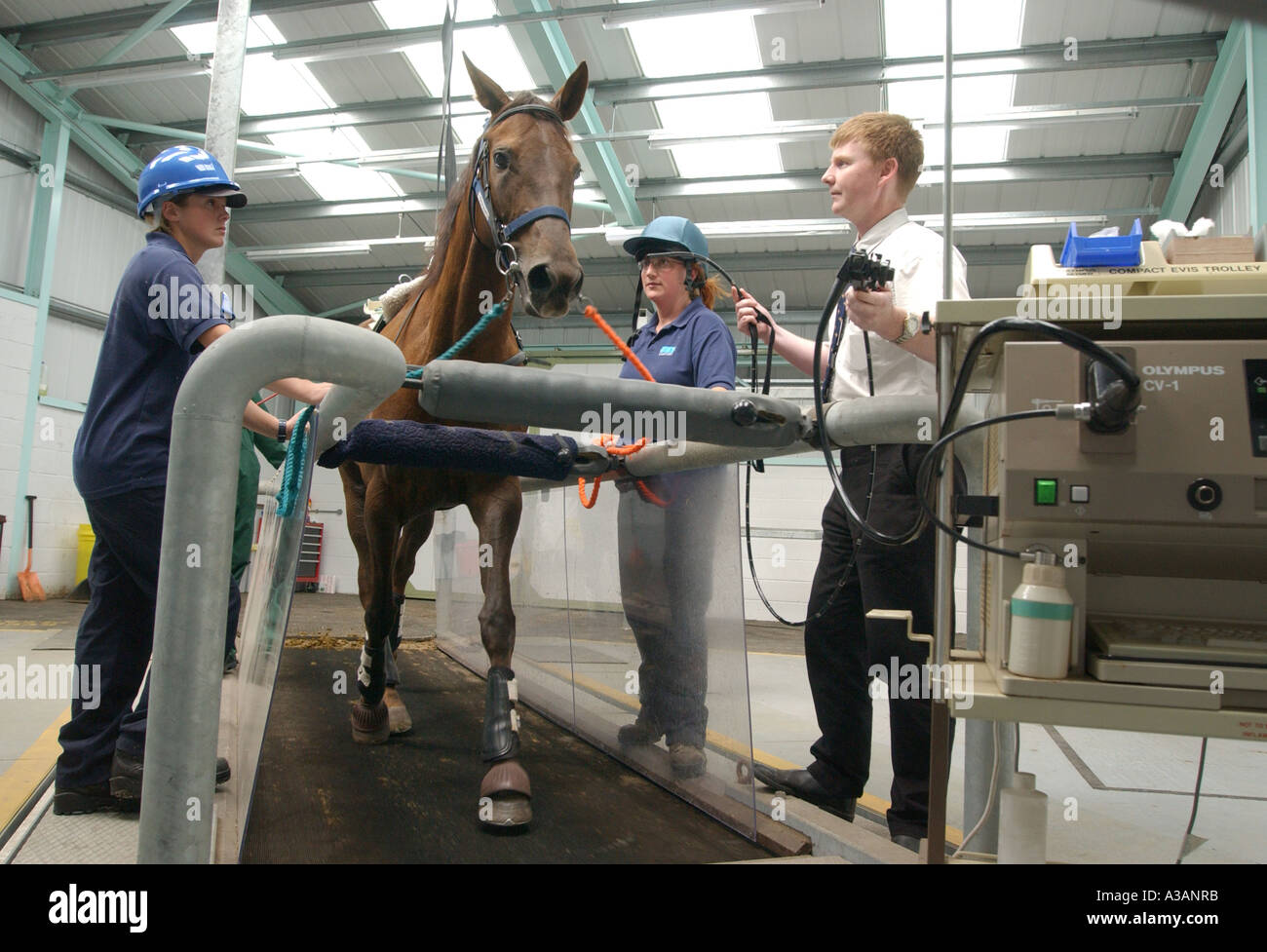 COPYRIGHT BILD VON HOWARD BARLOW Stockfoto