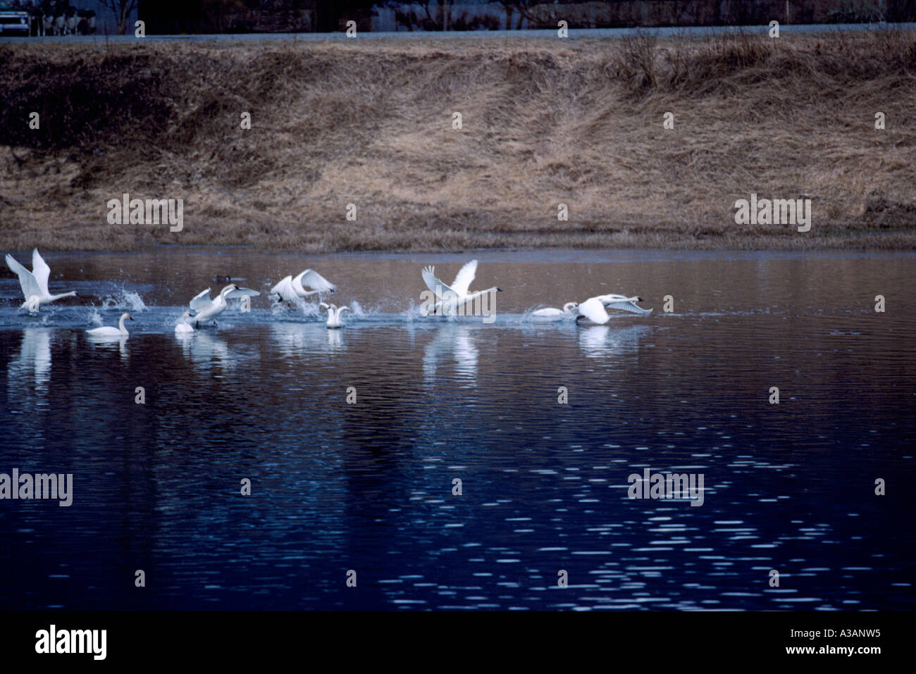 Trumpeter Schwäne (Cygnus Buccinator) Vogelzug, Flock of Migration Birds, Delta, BC, Fraser Valley, British Columbia, Kanada Stockfoto