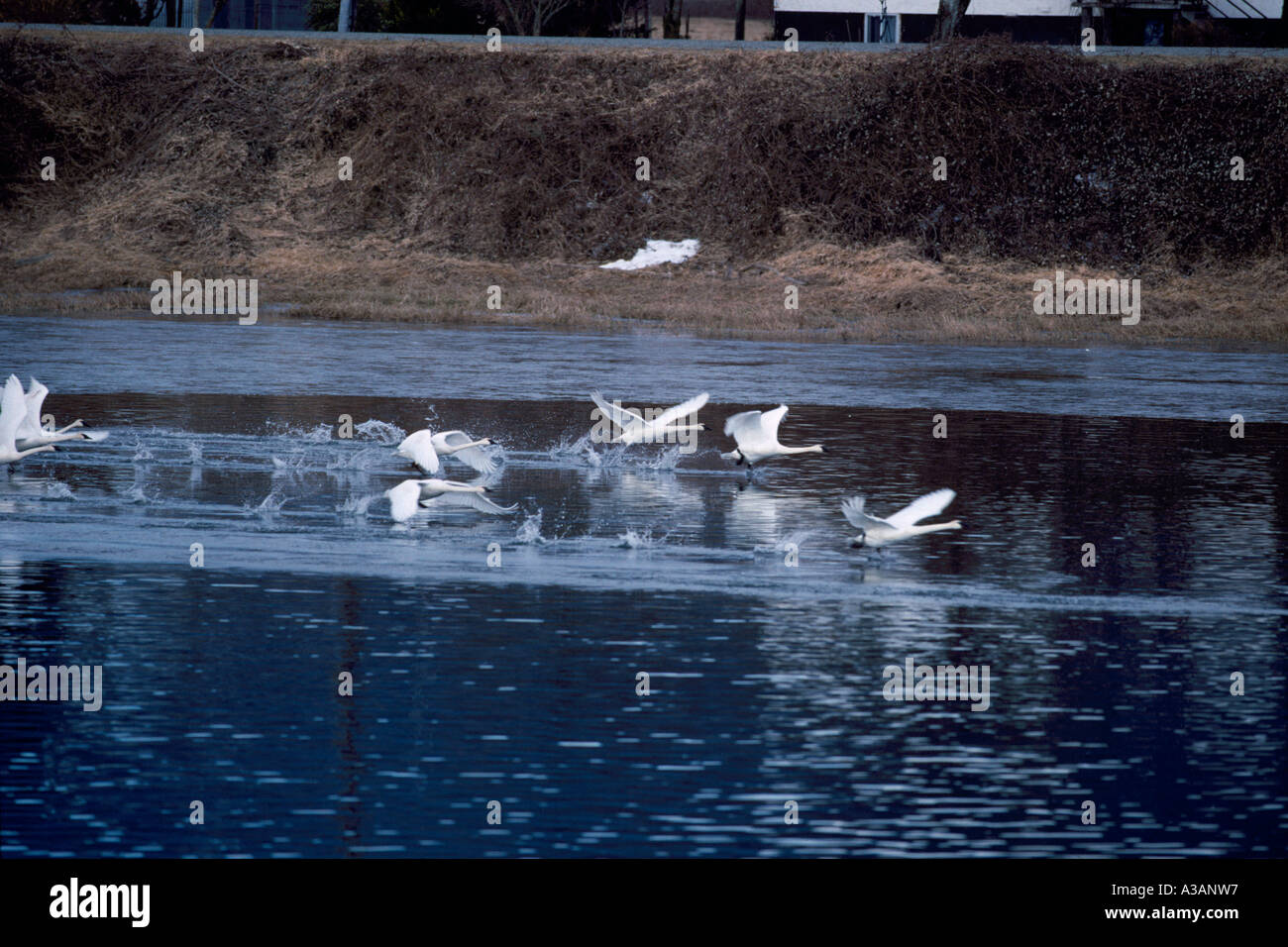 Trumpeter Schwäne (Cygnus Buccinator) Vogelzug, Flock of Migration Birds, Delta, BC, Fraser Valley, British Columbia, Kanada Stockfoto