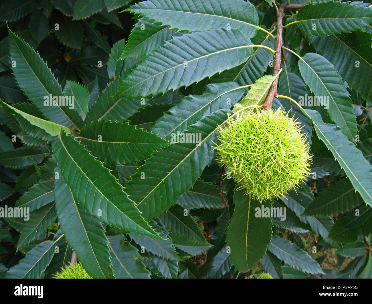 HaselnussFrucht am Baum (Corylus sp Stockfotografie Alamy