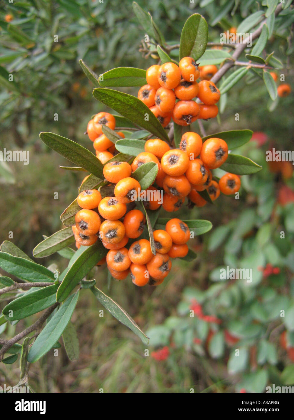 Orange Feuerdorn (Pyracantha Angustifolia) mit Beeren-Früchten Stockfoto