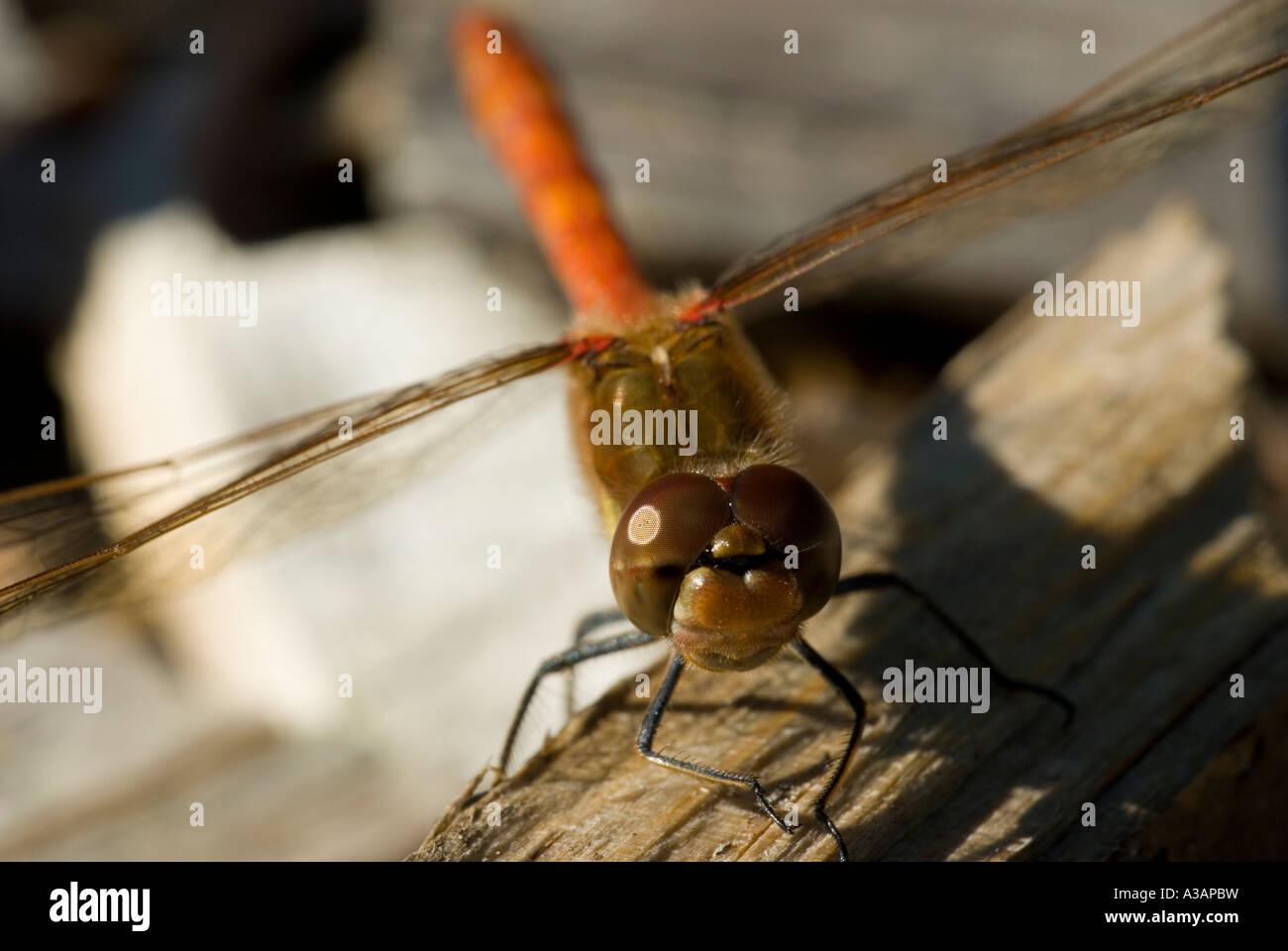 Gewöhnlicher Dotter Sympetrum striolatum auf Holzschnitzeln, Wales, Großbritannien. Stockfoto