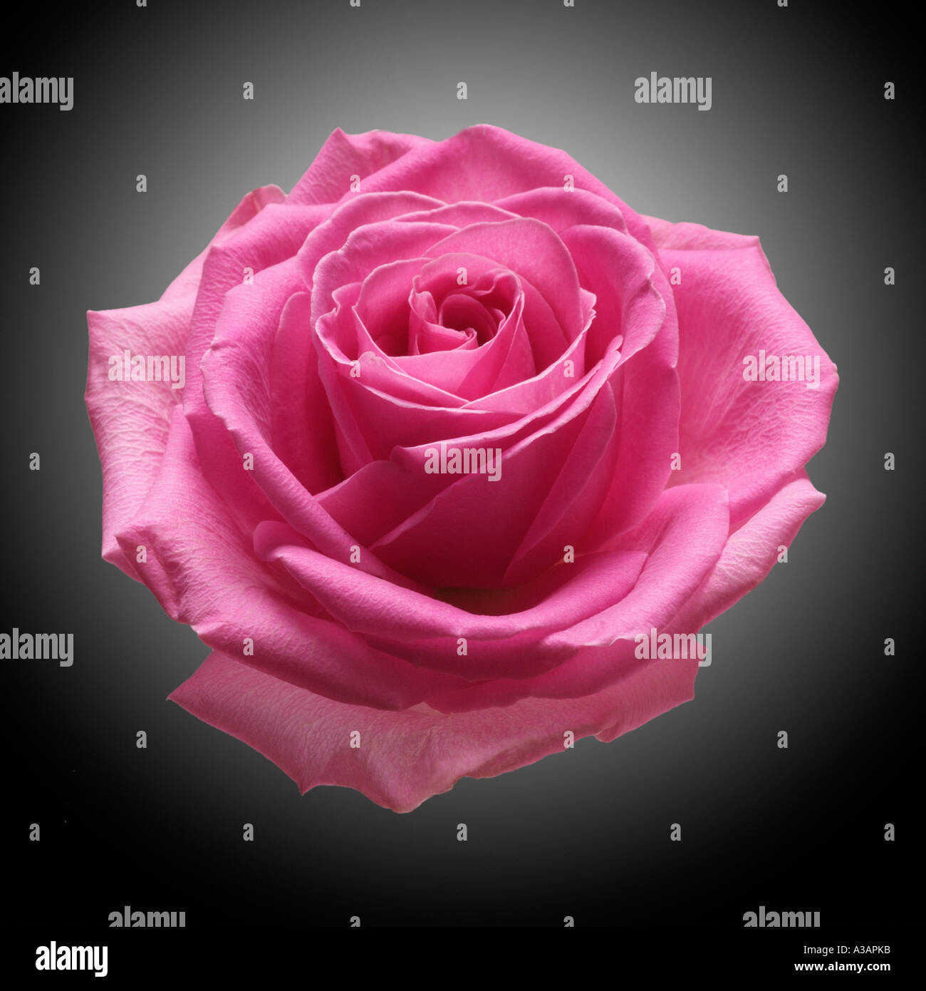 Einzigen Stamm rot rosa rose Kopf blühen Knospe offene Blütenblatt obenliegende Seite auf drei Viertel schwarz Stockfoto