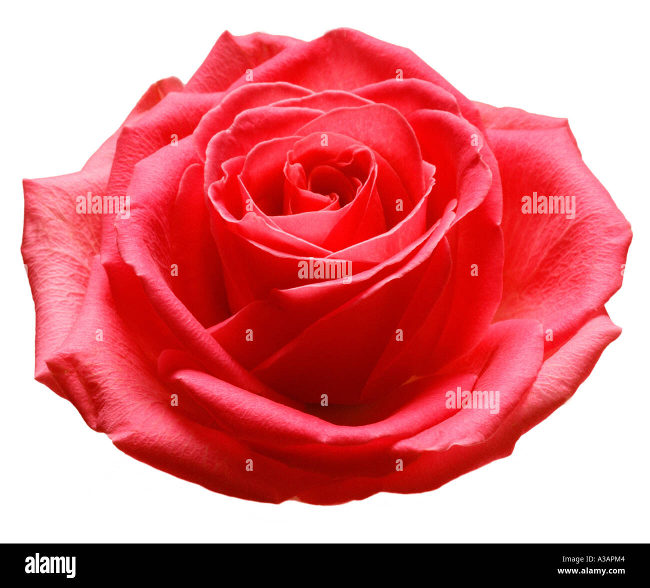 Einzigen Stamm rot rosa rose Kopf blühen Knospe offene Blütenblatt obenliegende Seite auf drei Viertel Stockfoto