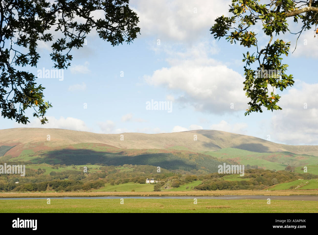 Saltmarsh im Dyfi Tal auf Ynys hir RSPB Reservat, Wales, UK. Stockfoto