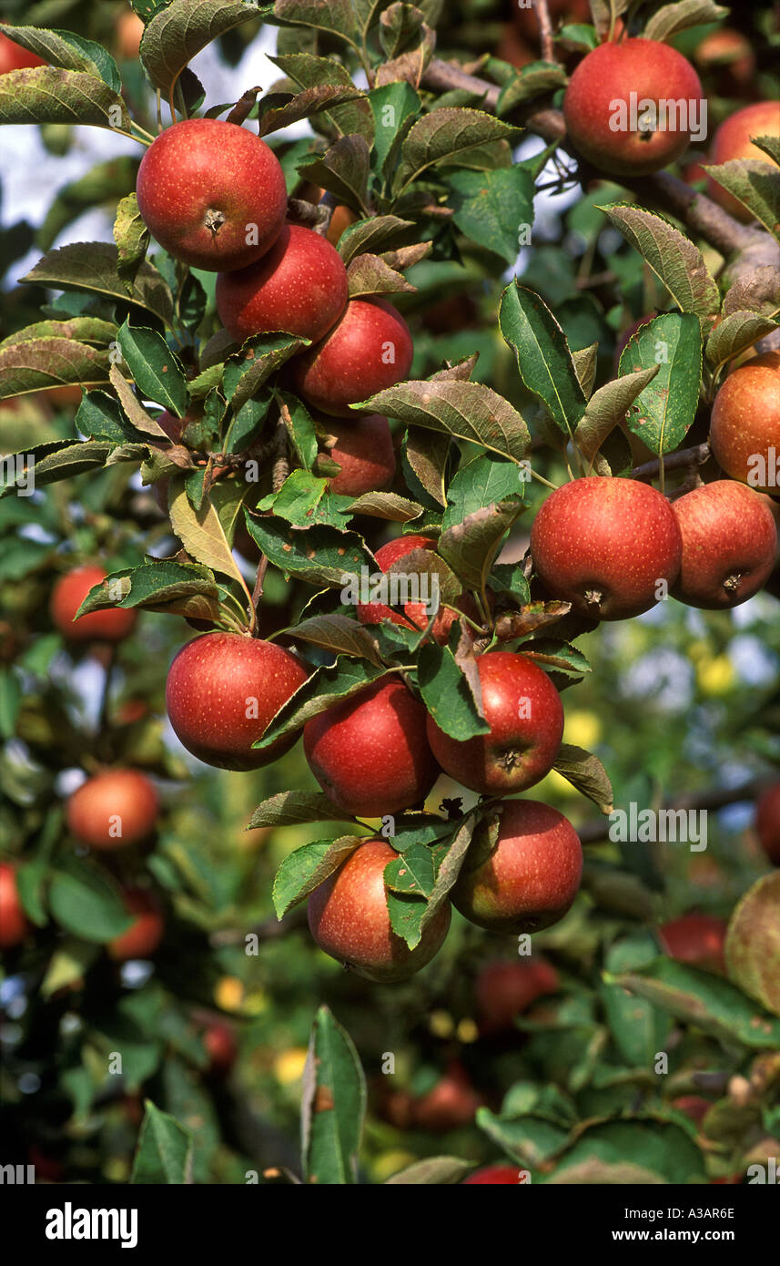Winesap Äpfel auf dem Baum Stockfoto