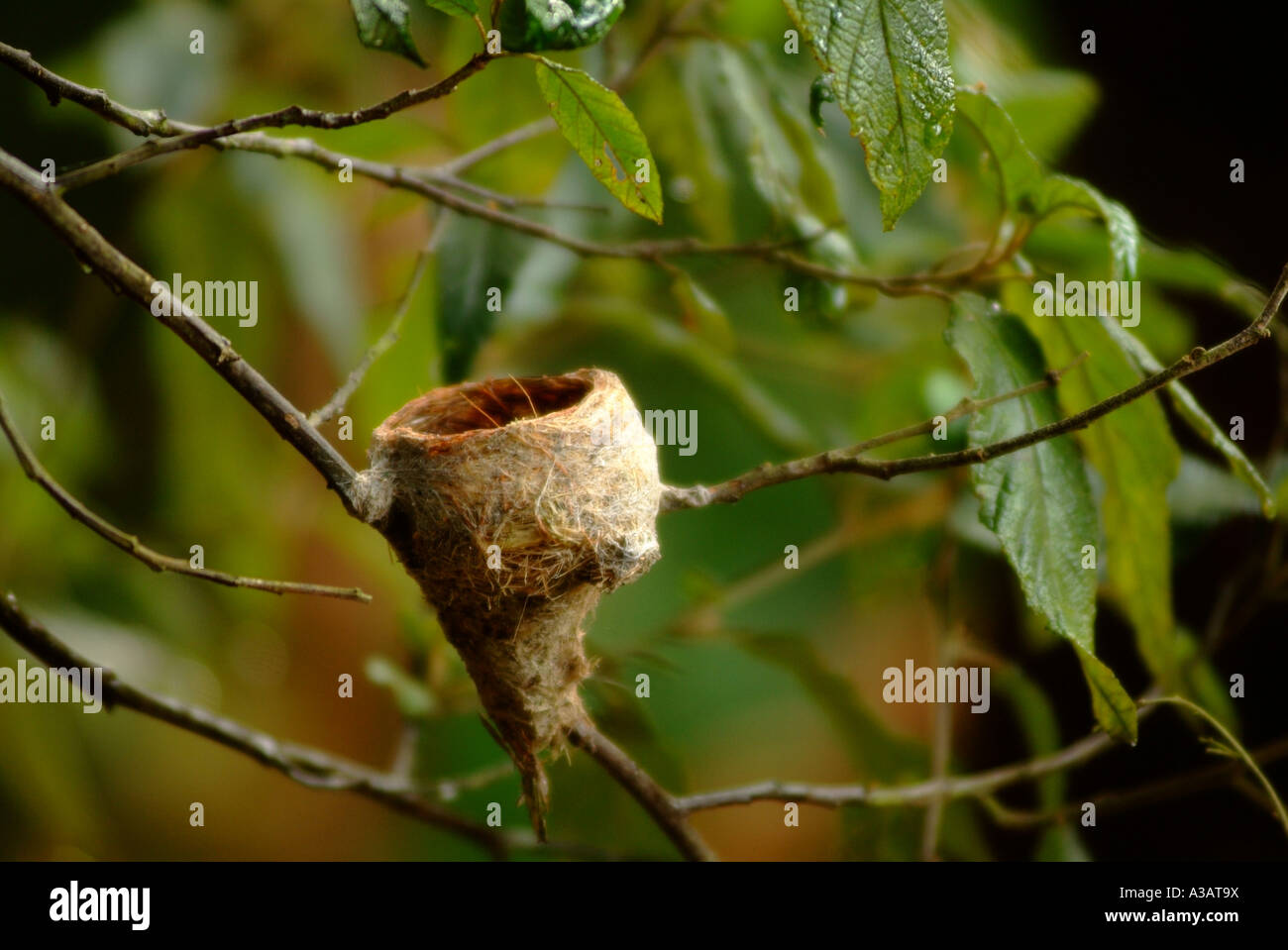 Leeres Vogelnest von Rufous Pfauentaube in einem Baum Stockfoto