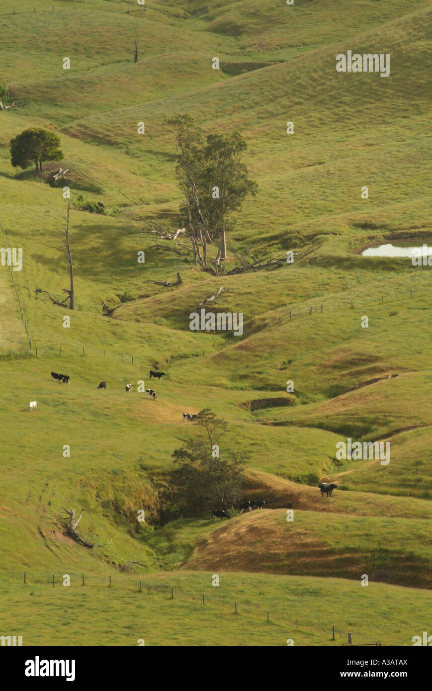 Bauernhof mit Wasserrinne-Erosion in Bach Linie im Fahrerlager von Milchkühen verwendet Stockfoto