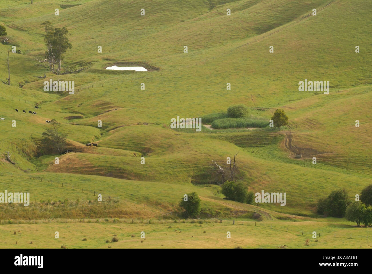 Bauernhof mit Wasserrinne-Erosion in Bach Linie im Fahrerlager von Milchkühen verwendet Stockfoto