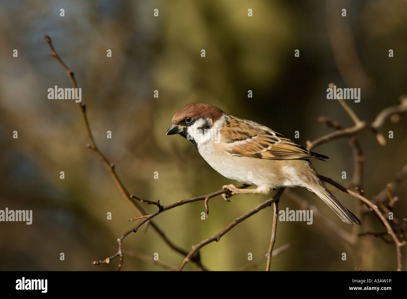 Baum-Spatz Passant Montanus thront auf Hecke suchen Warnung mit schönen Fokus Hintergrund Sommer Leys northampton Stockfoto