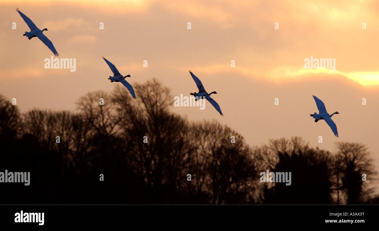 Singschwäne Cygnus Cygnus im Flug mit morgendlichen Himmel welney Stockfoto