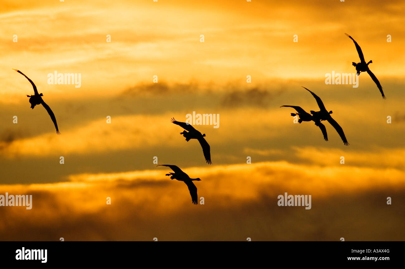 Singschwäne Cygnus Cygnus im Flug mit morgendlichen Himmel welney Stockfoto